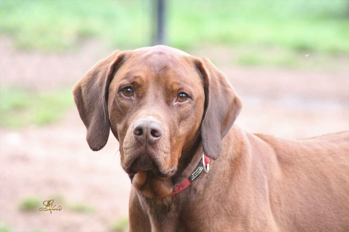 Rhodesian Ridgeback Puppies breeder image 22