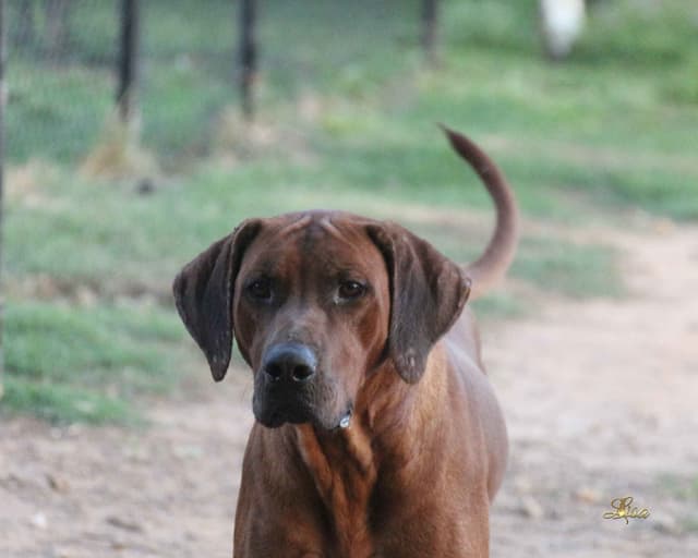 Rhodesian Ridgeback Puppies media 3