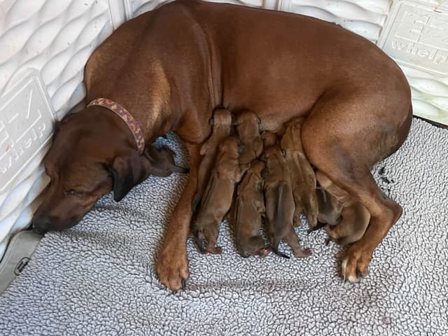 Rhodesian Ridgeback Puppies media 5