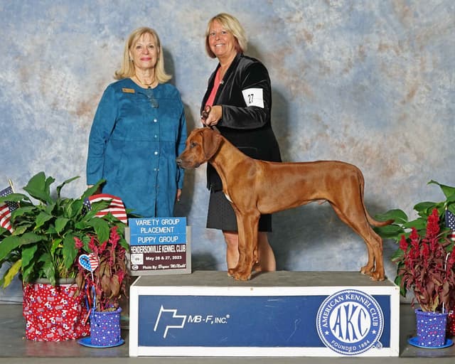 Rhodesian Ridgeback Puppies media 6