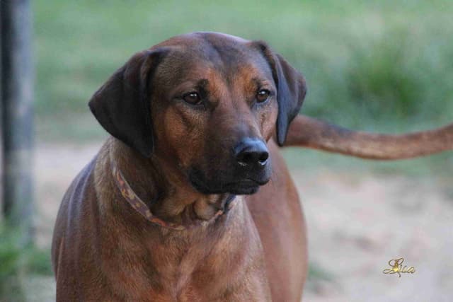 Rhodesian Ridgeback Puppies media 4