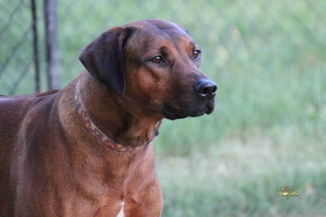 Rhodesian Ridgeback Puppies media 2