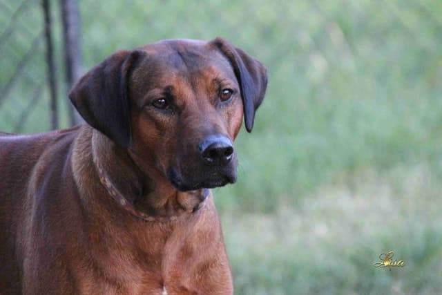 Rhodesian Ridgeback Puppies media 7