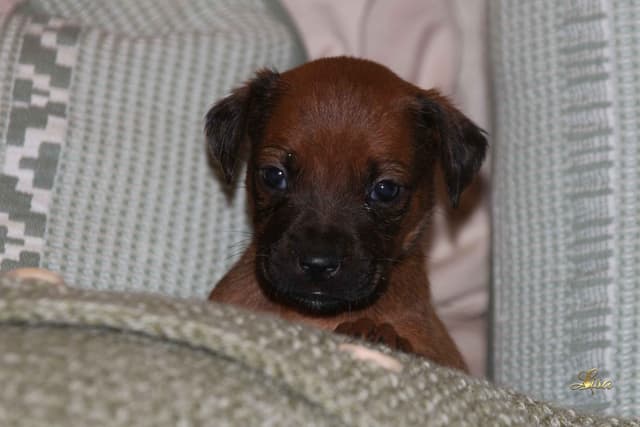 Rhodesian Ridgeback Puppies media 8