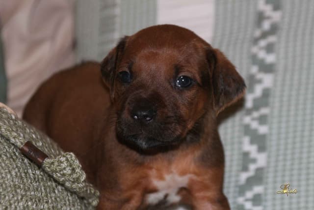 Rhodesian Ridgeback Puppies media 9