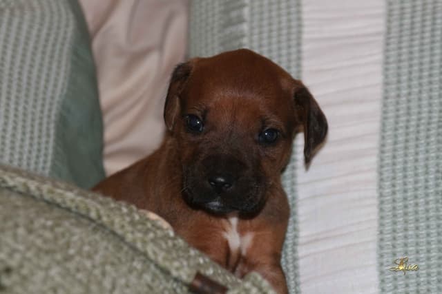 Rhodesian Ridgeback Puppies media 10