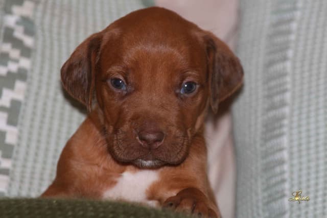 Rhodesian Ridgeback Puppies media 11