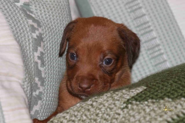 Rhodesian Ridgeback Puppies media 12