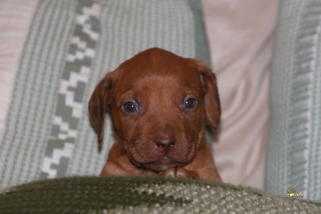 Rhodesian Ridgeback Puppies media 13