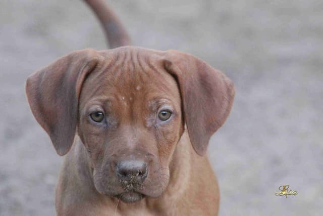 Rhodesian Ridgeback Puppies media 14