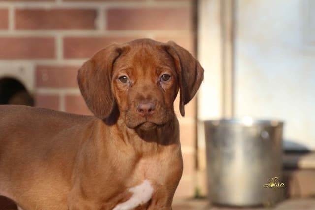 Rhodesian Ridgeback Puppies media 15
