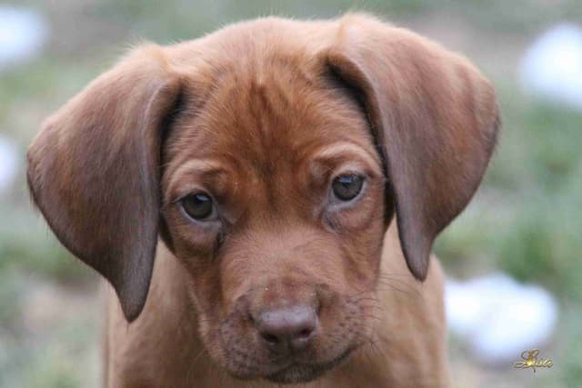 Rhodesian Ridgeback Puppies media 16