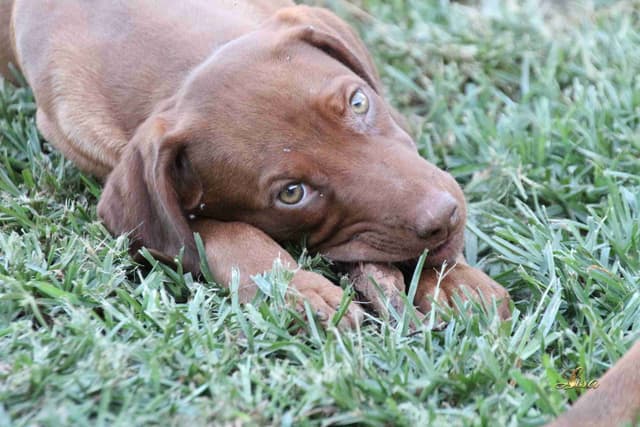 Rhodesian Ridgeback Puppies media 18