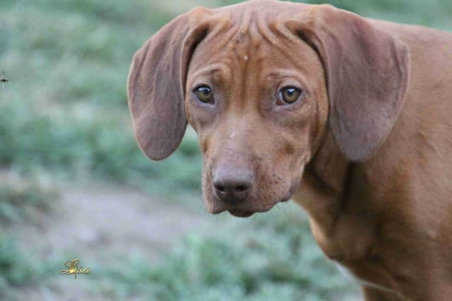 Rhodesian Ridgeback Puppies media 17