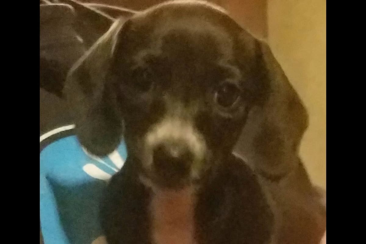 Dachshund Puppies breeder image 4