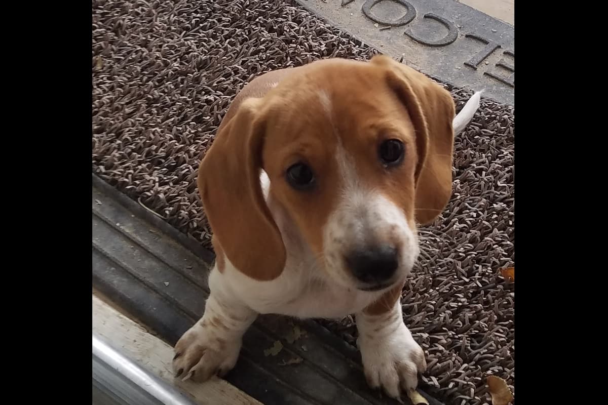 Dachshund Puppies breeder image 5