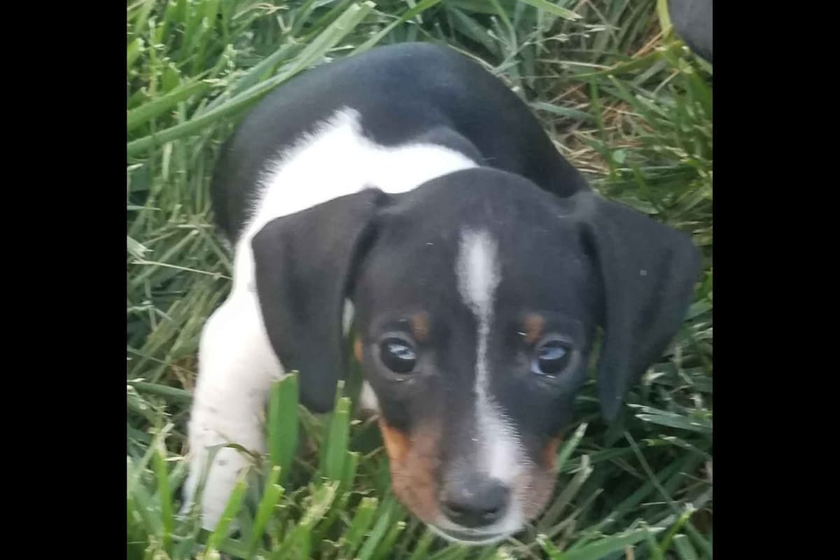 Dachshund Puppies breeder image 7
