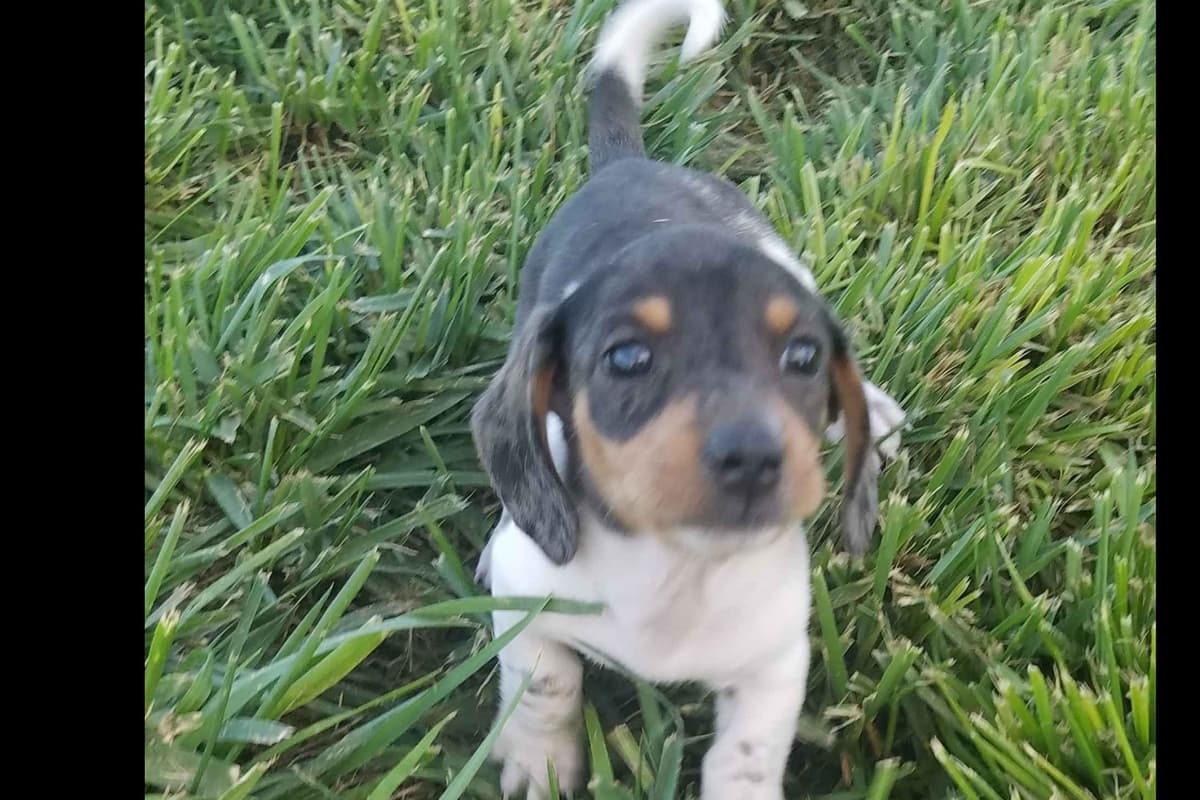 Dachshund Puppies breeder image 8
