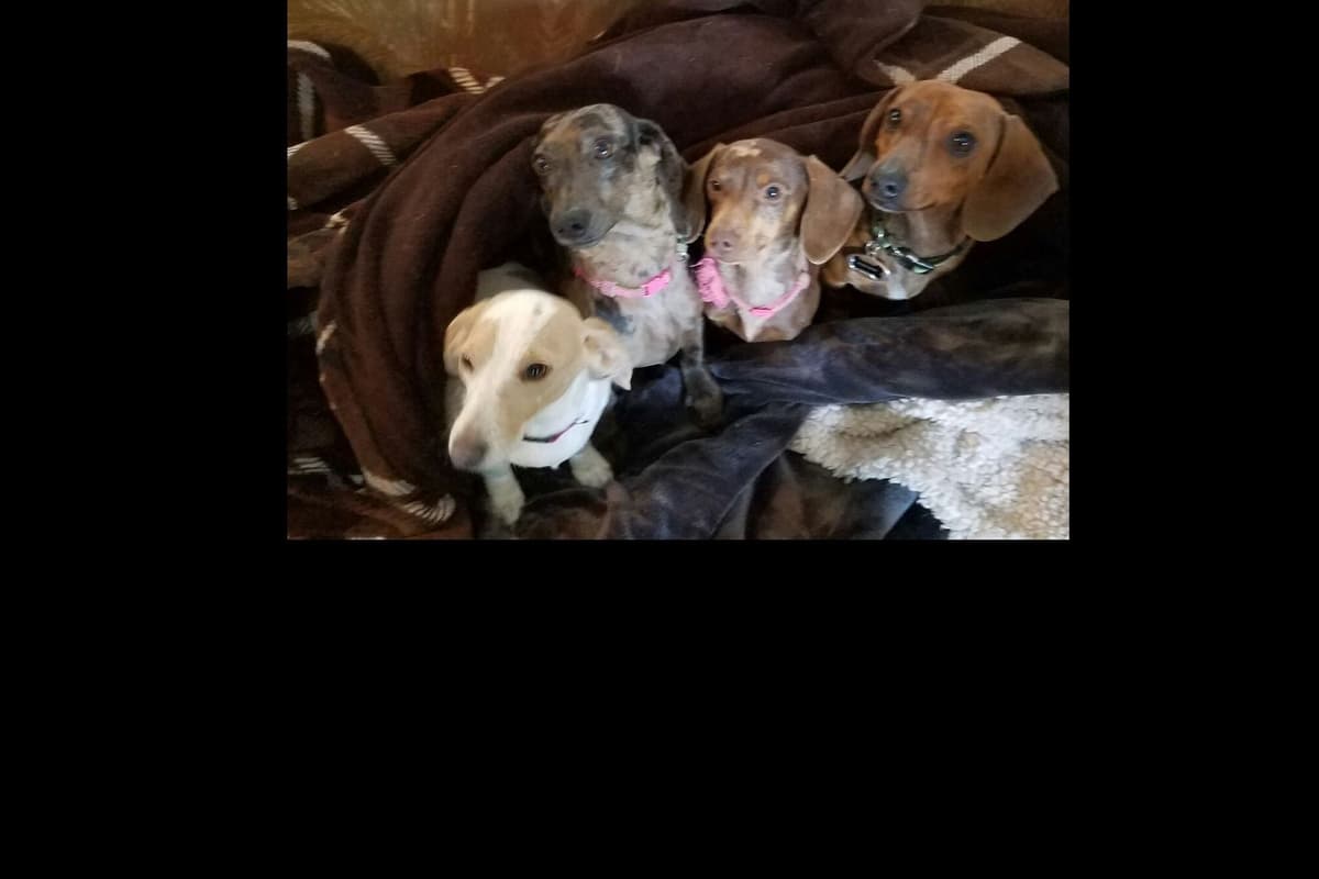 Dachshund Puppies breeder image 9