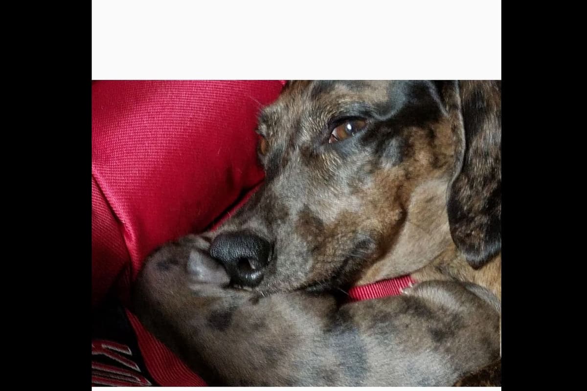 Dachshund Puppies breeder image 11