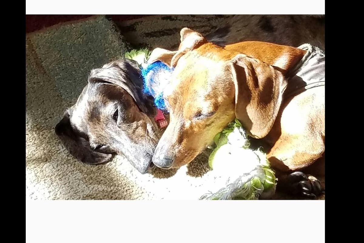 Dachshund Puppies breeder image 12