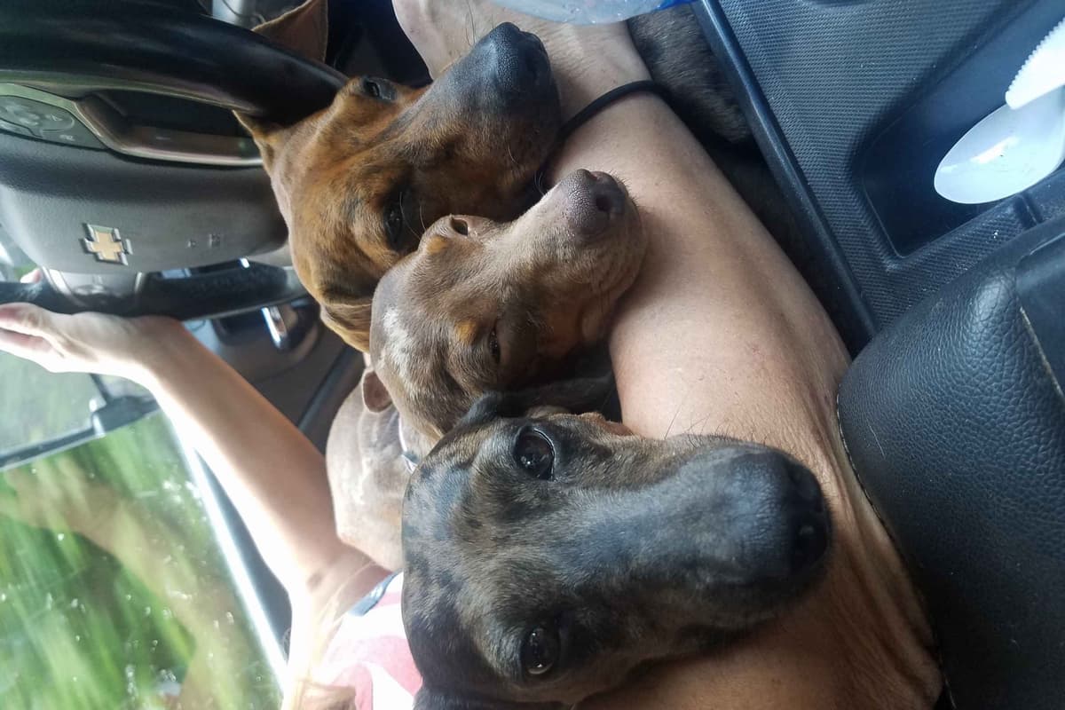 Dachshund Puppies breeder image 14