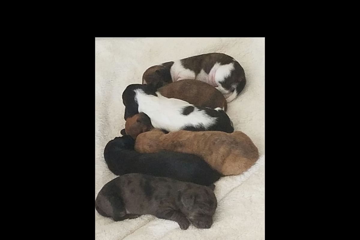 Dachshund Puppies breeder image 16