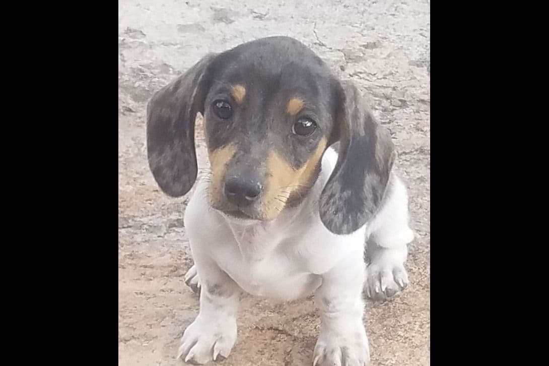 Dachshund Puppies breeder image 18