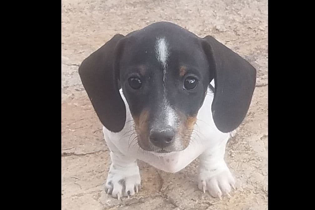 Dachshund Puppies breeder image 19