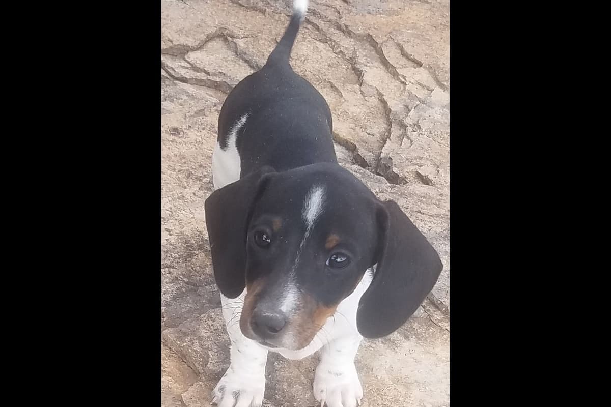 Dachshund Puppies breeder image 20