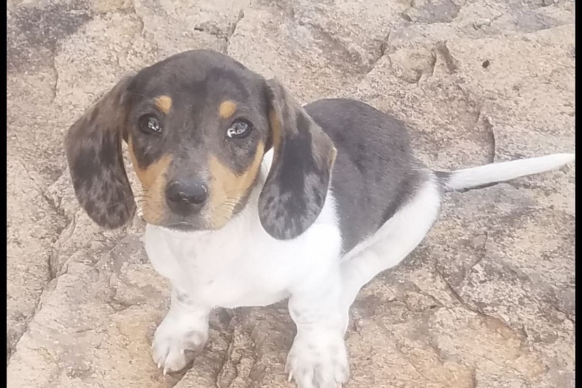 Dachshund Puppies breeder image 21