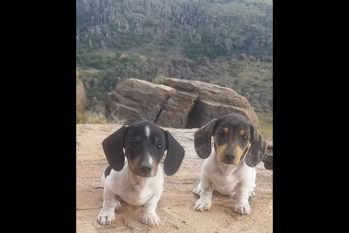 Dachshund Puppies breeder image 22
