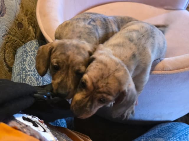 Dachshund Puppies media 2