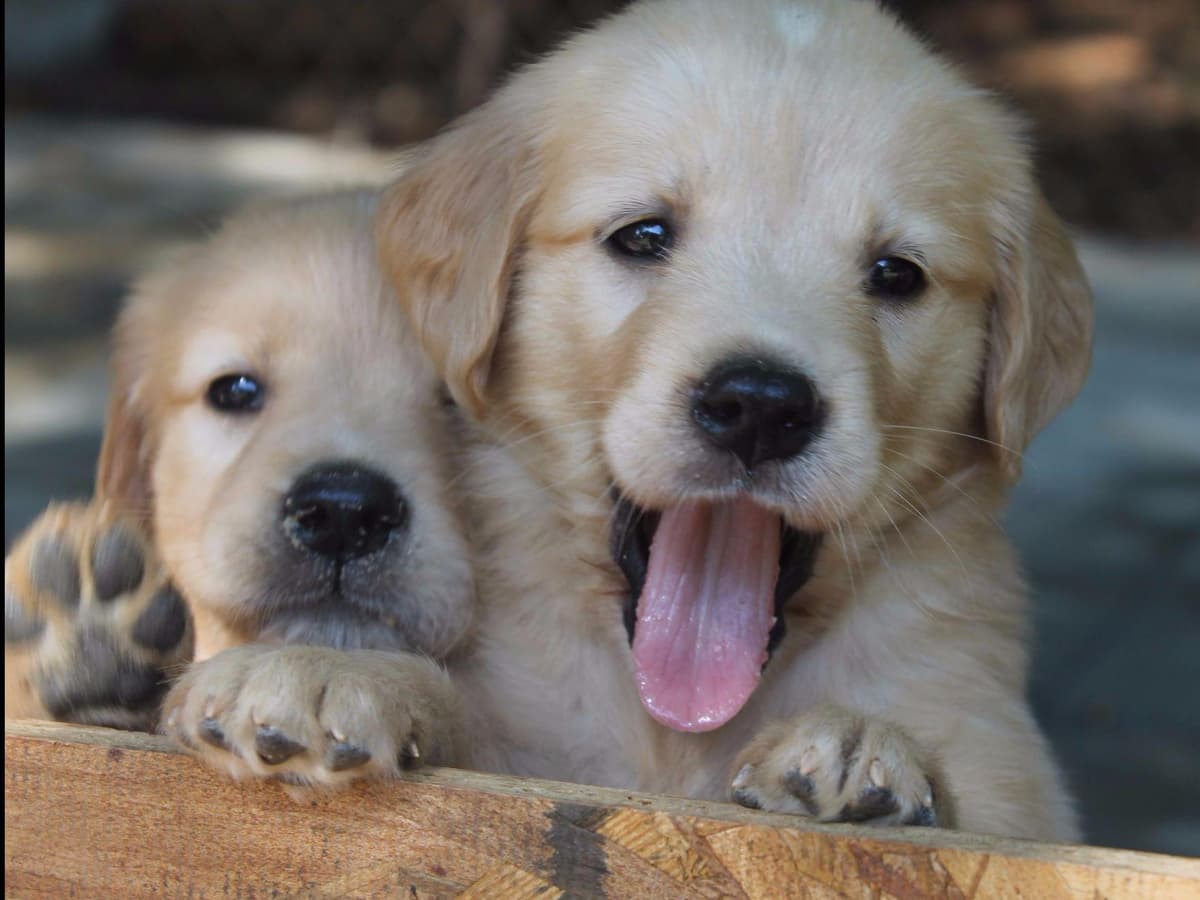 Golden Retriever Puppies breeder image 1