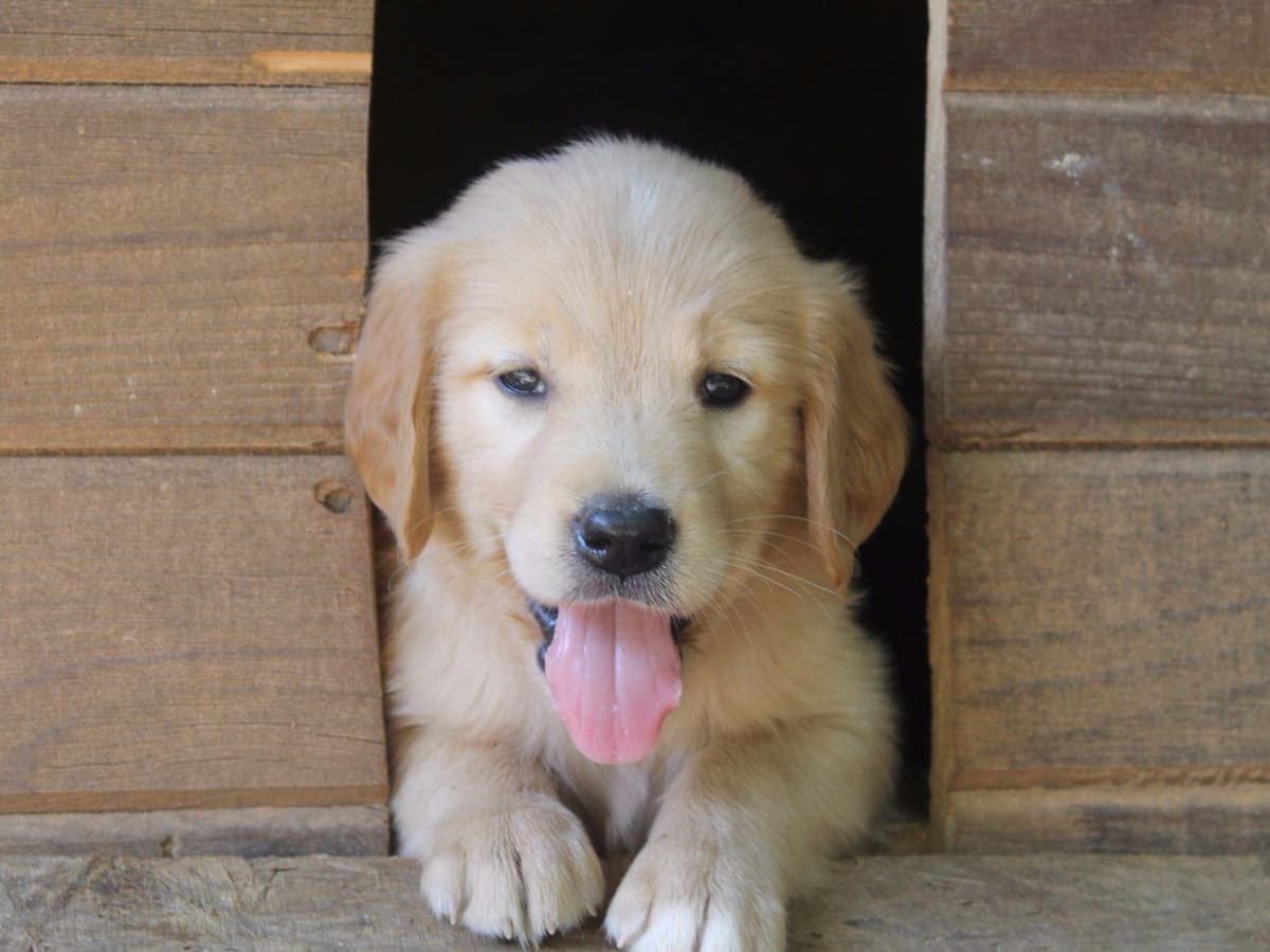 Golden Retriever Puppies breeder image 3