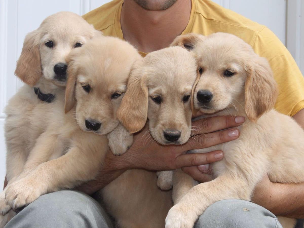 Golden Retriever Puppies breeder image 4