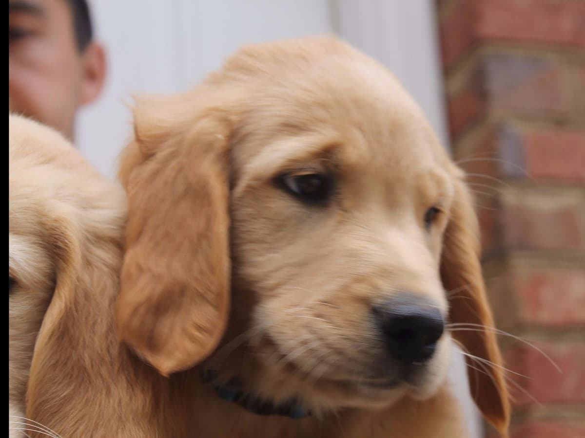 Golden Retriever Puppies breeder image 5
