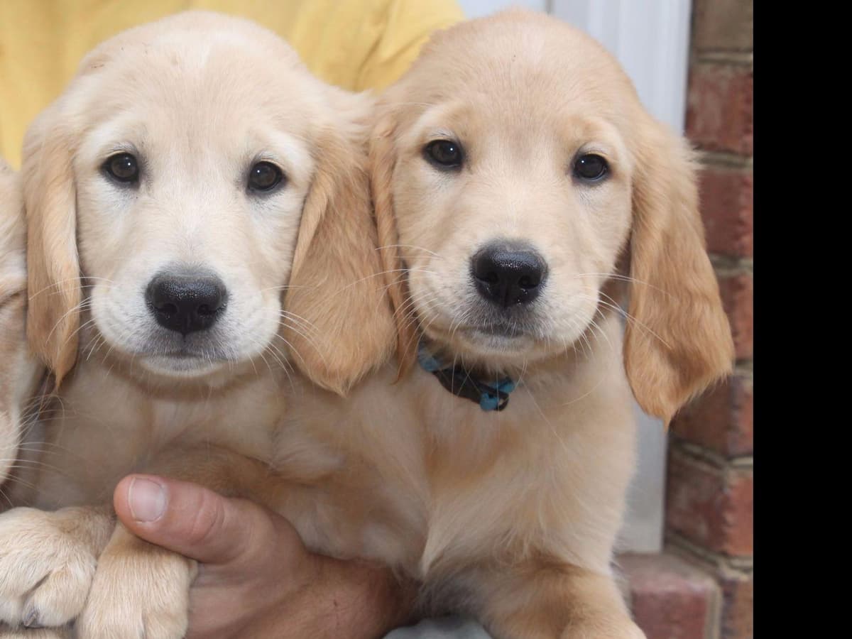 Golden Retriever Puppies breeder image 6