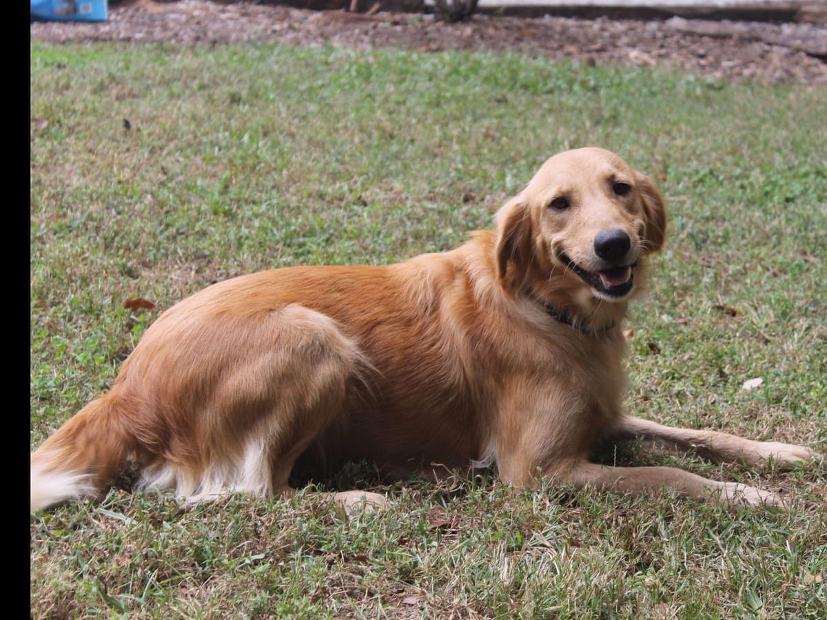 Golden Retriever Puppies breeder image 7