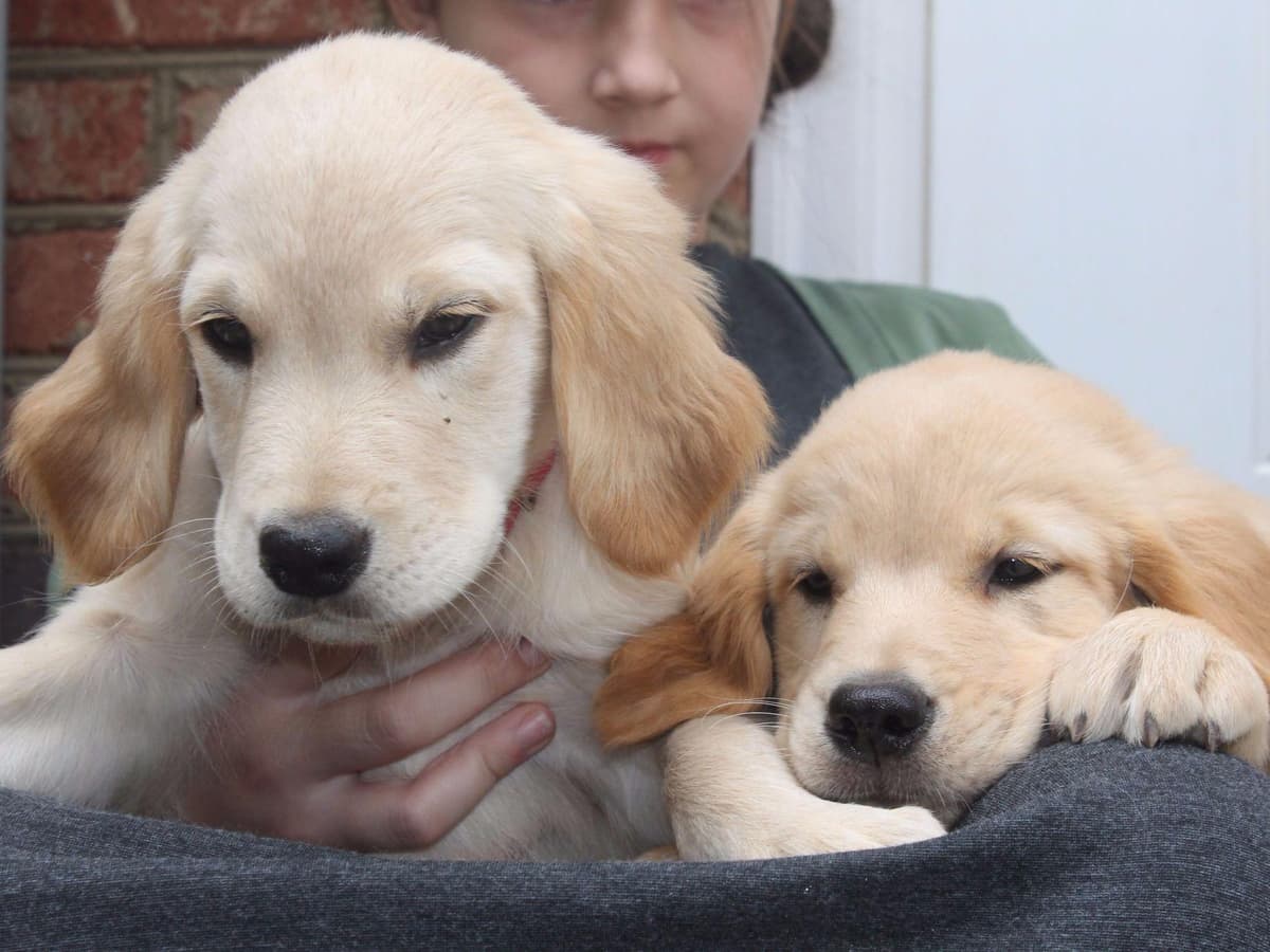 Golden Retriever Puppies breeder image 8