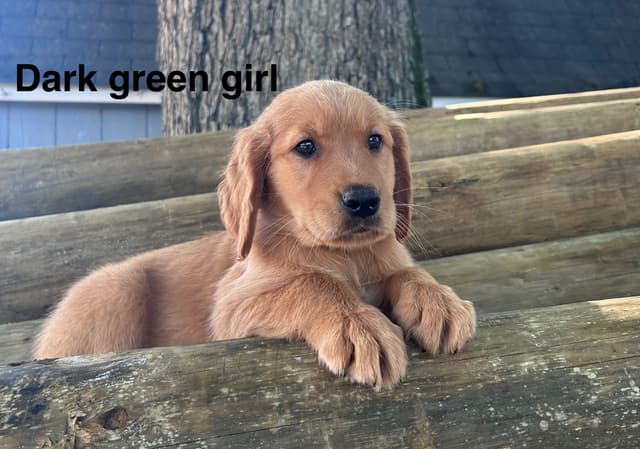 Golden Retriever Puppies media 2