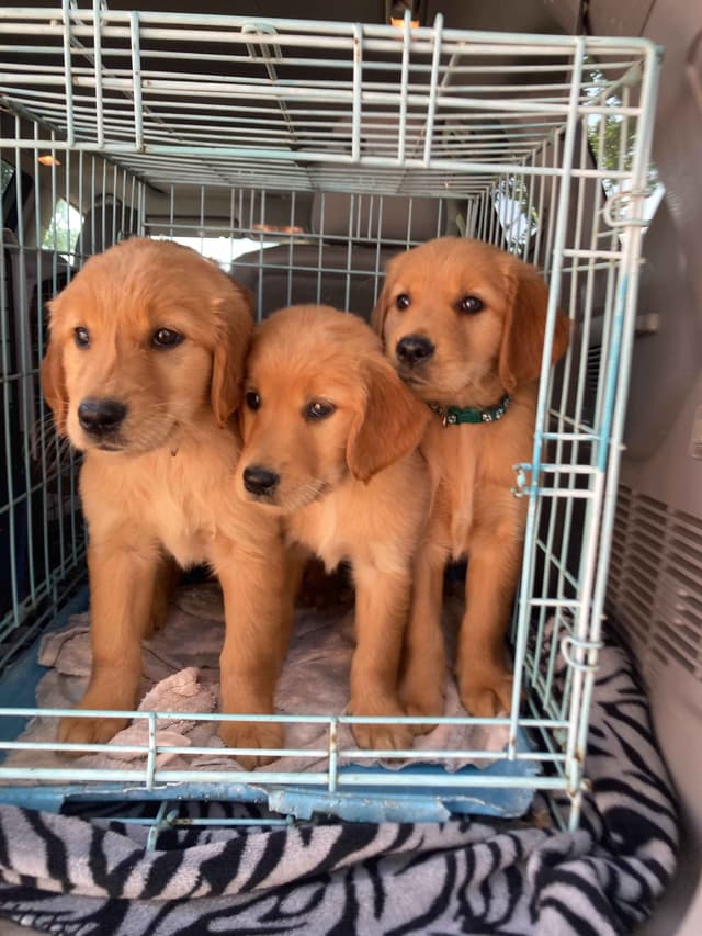 Golden Retriever Puppies media 3