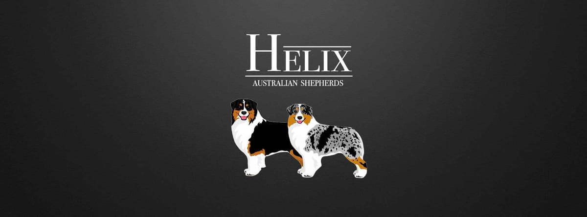 Australian Shepherd Puppies breeder image 1