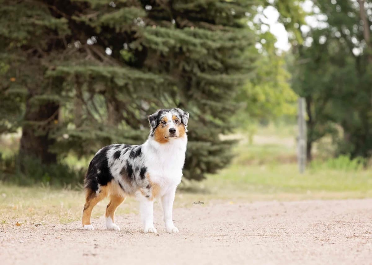 Australian Shepherd Puppies breeder image 5