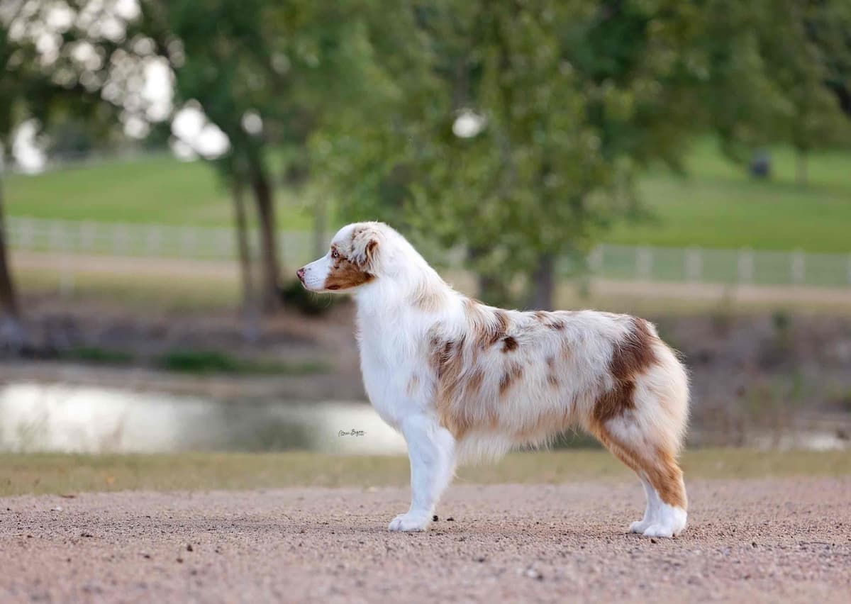 Australian Shepherd Puppies breeder image 6