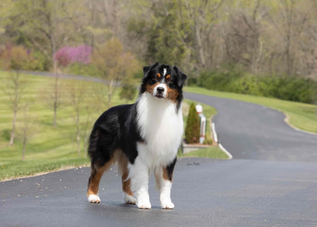 Australian Shepherd Puppies breeder image 8