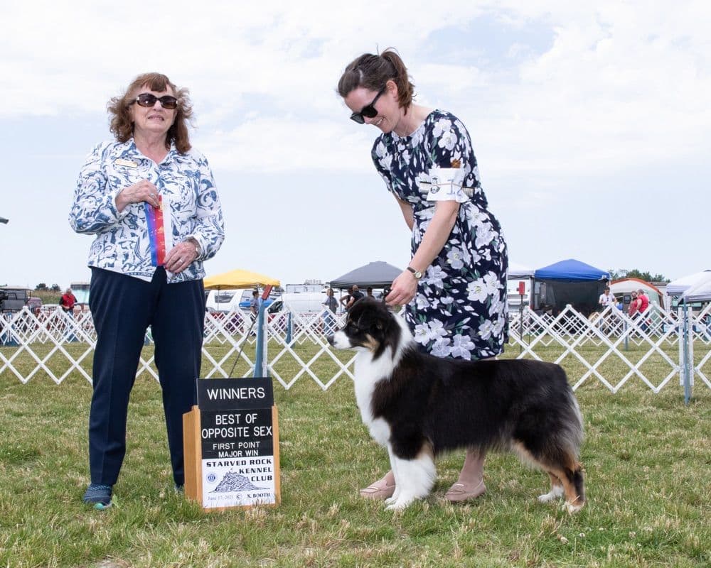 Australian Shepherd Puppies breeder image 9