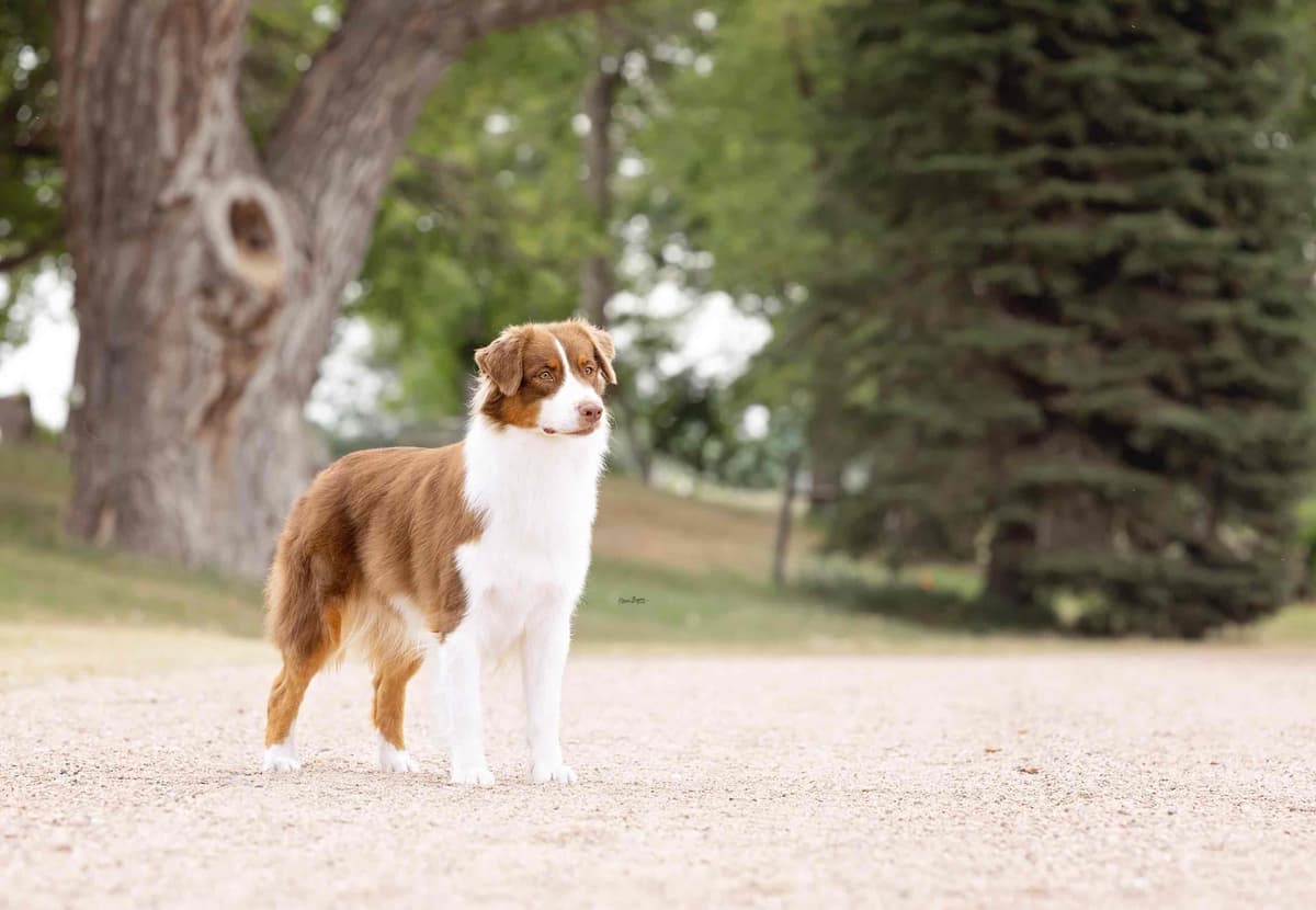 Australian Shepherd Puppies breeder image 11