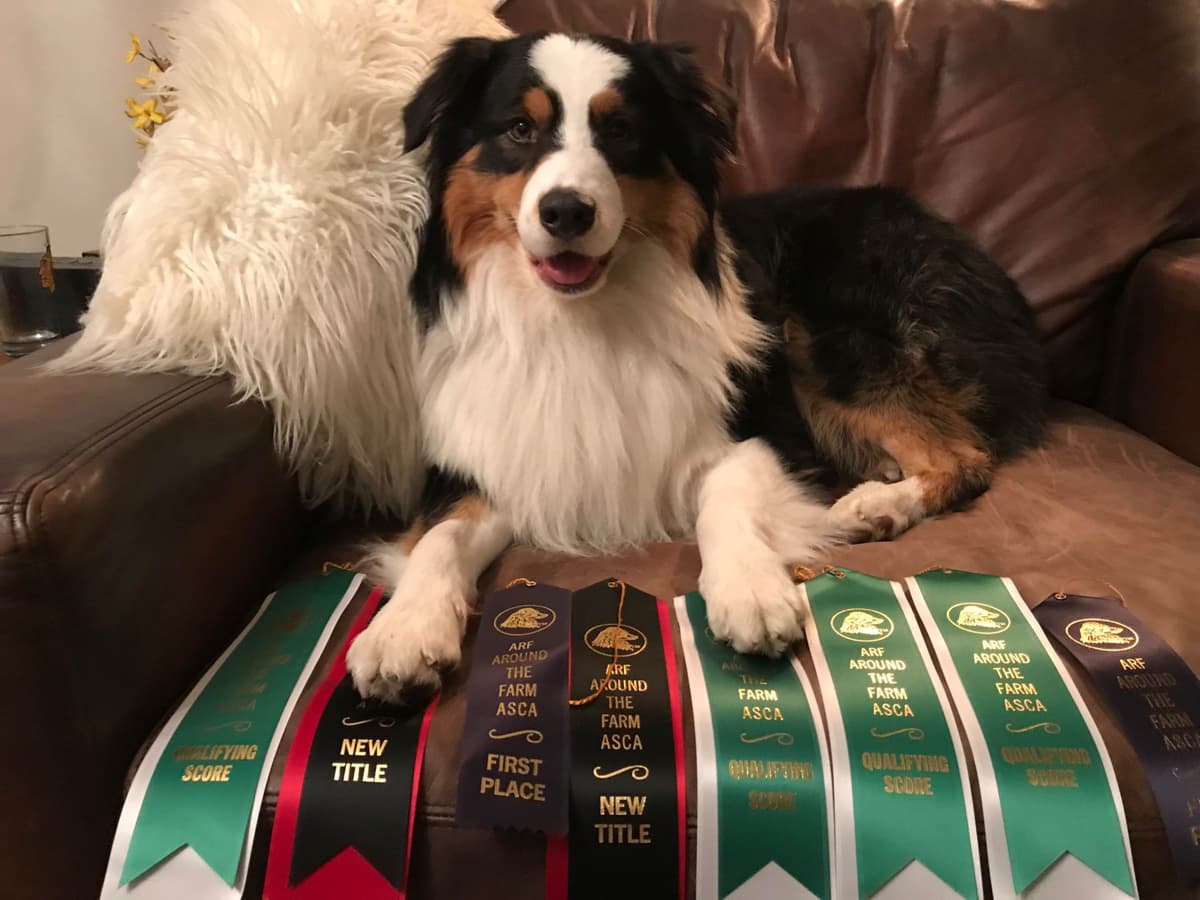 Australian Shepherd Puppies breeder image 13