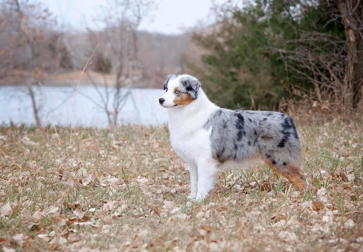 Australian Shepherd Puppies breeder image 17